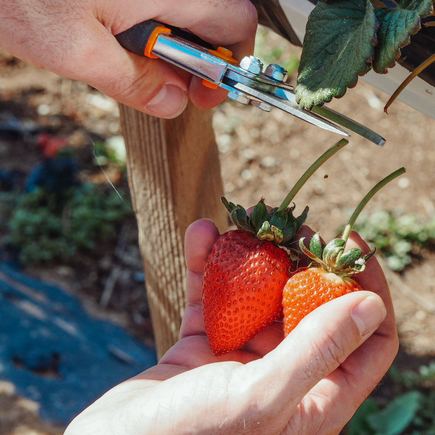 General Pruners